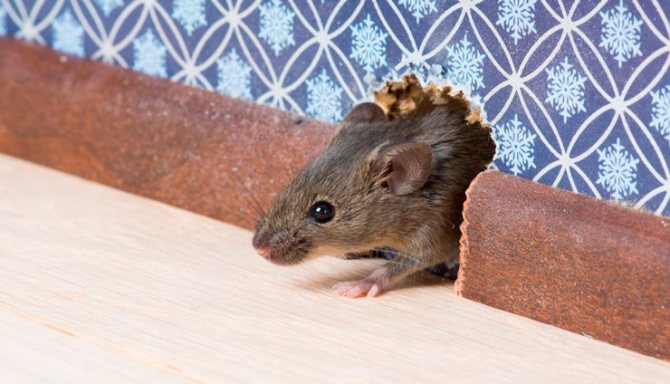 Ефективна ли е отровата за мишки за борбата с тях